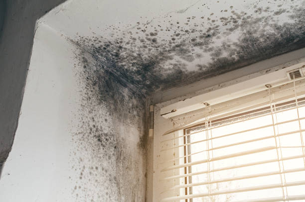 Trusted Mold Inspection service in Hightstown, NJ - Cheap Mold Removal
