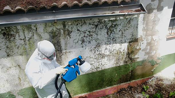 Top rated local Basement Mold Removal specialists in Hightstown, NJ